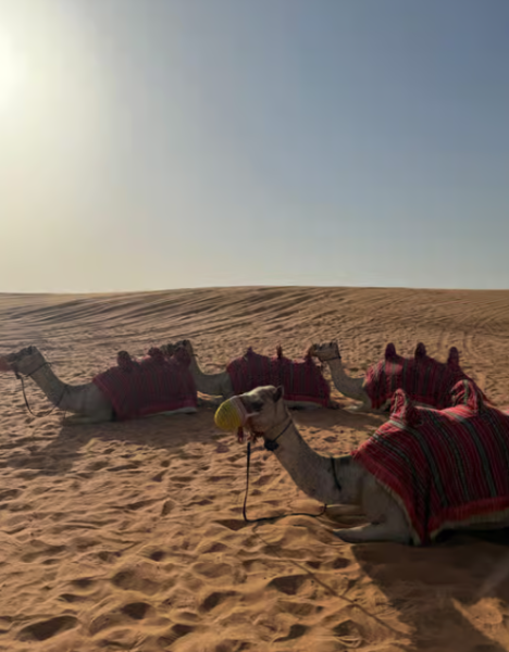 Dubai: Adventure Quad Bike Safari, Camel Ride & Refreshments | ®ExcursionMania