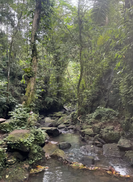 Ubud: Half-Day Semi-Customized Private-Tour with Live Guide | ®ExcursionMania