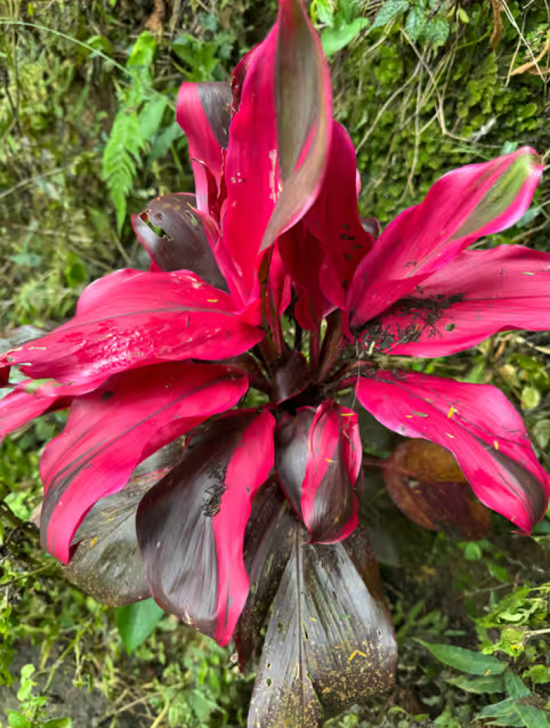 Bali: Munduk Waterfalls Trek Twin Lakes and Temple Tour | ®ExcursionMania