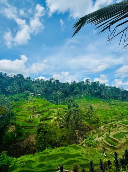 Bali: Swing with Falls Rice Terrace & Monkey Forest Option | ®ExcursionMania