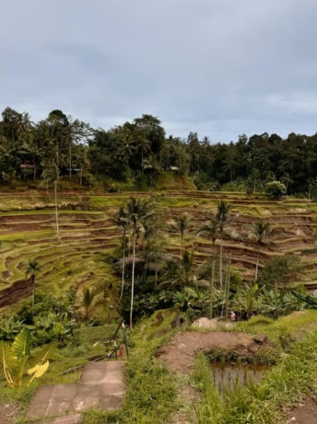 From Bali: Saraswati Temple Monkey Forest Ubud Waterfalls | ®ExcursionMania