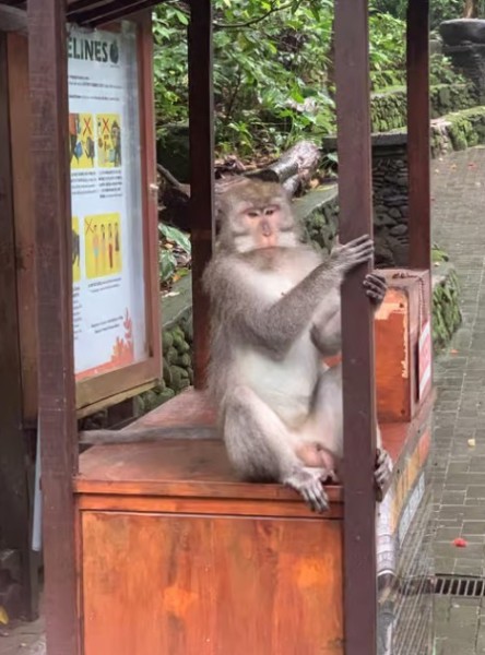 From Bali: Saraswati Temple Monkey Forest Ubud Waterfalls | ®ExcursionMania