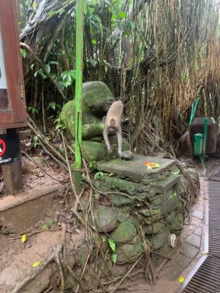 From Bali: Saraswati Temple Monkey Forest Ubud Waterfalls | ®ExcursionMania
