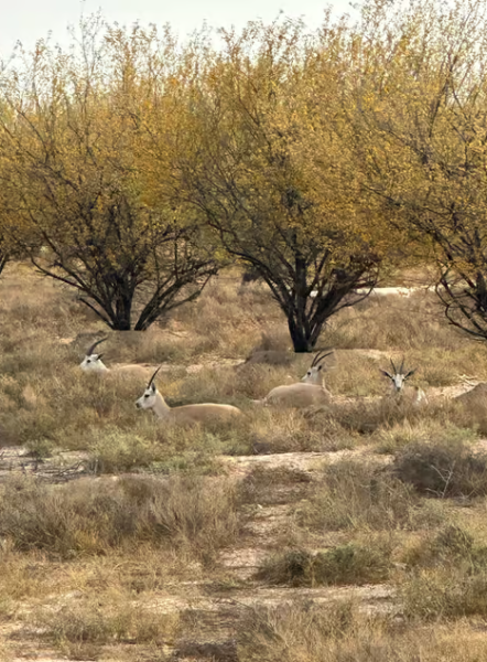 Dubai: Al Marmoom Oasis Safari, Animal Spotting & Breakfast | ®ExcursionMania