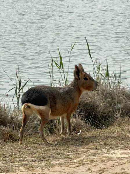Dubai: Al Marmoom Oasis Safari, Animal Spotting & Breakfast | ®ExcursionMania