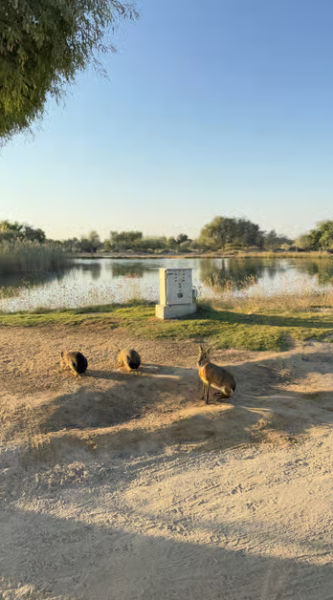 Dubai: Al Marmoom Oasis Safari, Animal Spotting & Breakfast | ®ExcursionMania