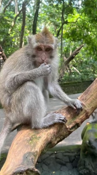 Bali: Customized Private Tour with a Female Guide | ®ExcursionMania