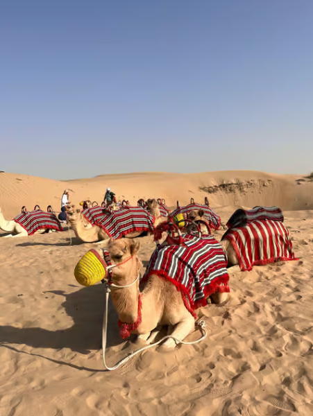 Dubai: Al Marmoom Oasis Camp Experience with Bedouin Dinner | ®ExcursionMania