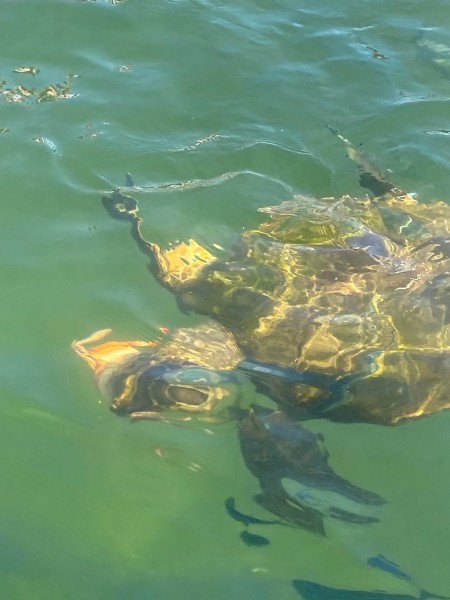Marmaris Dalyan Turtle Beach Tour By Boat Barkas | ®ExcursionMania