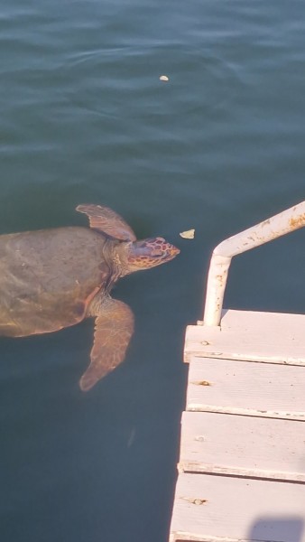 Marmaris Dalyan Turtle Beach Tour By Boat Barkas | ®ExcursionMania
