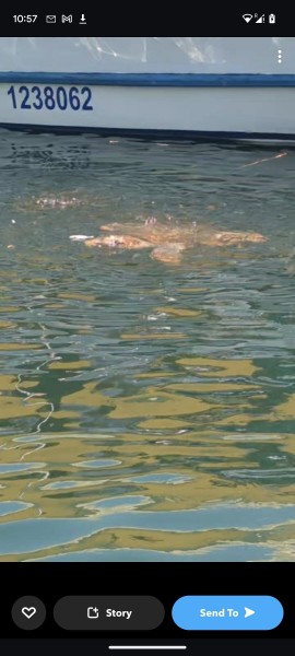 Marmaris Dalyan Turtle Beach Tour By Boat Barkas | ®ExcursionMania