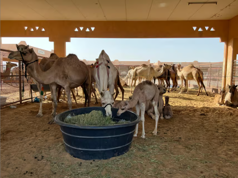 Dubai: Dubai: Al Ain Oasis, Camel Market, Old Museum & Jebel Hafeet | ®ExcursionMania