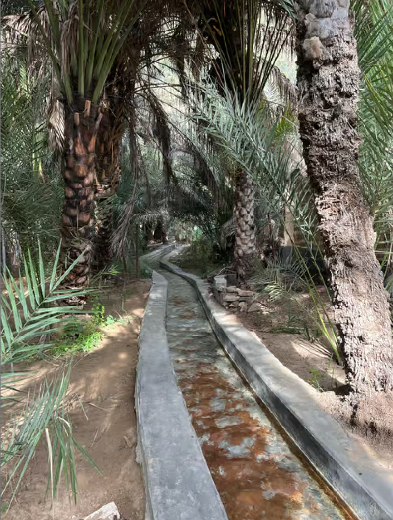 Dubai: Dubai: Al Ain Oasis, Camel Market, Old Museum & Jebel Hafeet | ®ExcursionMania