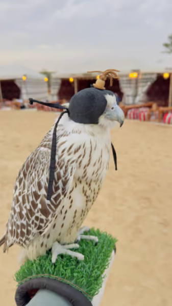 Dubai: Dubai City Tour and Evening Desert Safari Combo | ®ExcursionMania