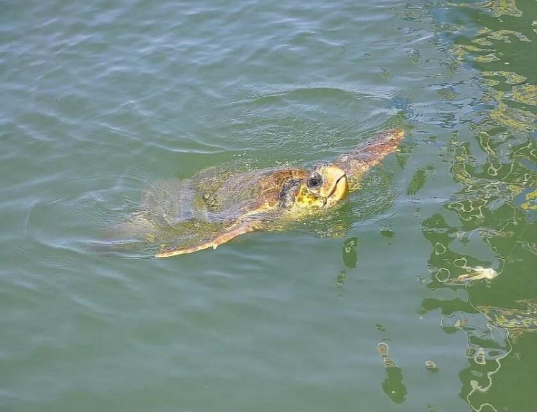 Marmaris: Marmaris Dalyan Turtle Beach Tour By Boat Orca | ®ExcursionMania