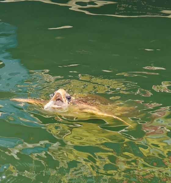 Icmeler Turtle Beach Tour W/ Mud Baths & River Cruise | ®ExcursionMania