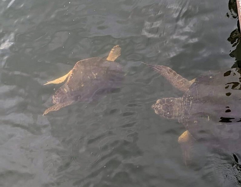 Icmeler Turtle Beach Tour W/ Mud Baths & River Cruise | ®ExcursionMania