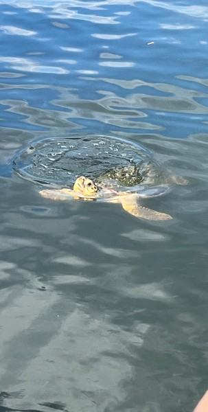 Icmeler Turtle Beach Tour W/ Mud Baths & River Cruise | ®ExcursionMania