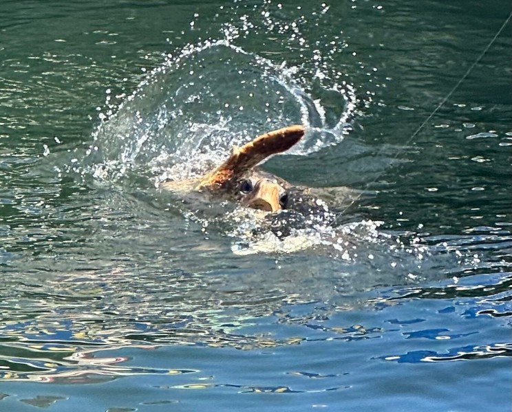 Icmeler Turtle Beach Tour W/ Mud Baths & River Cruise | ®ExcursionMania