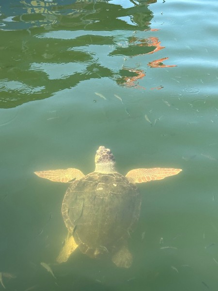 Icmeler Turtle Beach Tour W/ Mud Baths & River Cruise | ®ExcursionMania