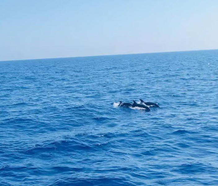 Side: Dolphin Island Boat Trip with Lunch & Unlimited Drinks | ®ExcursionMania