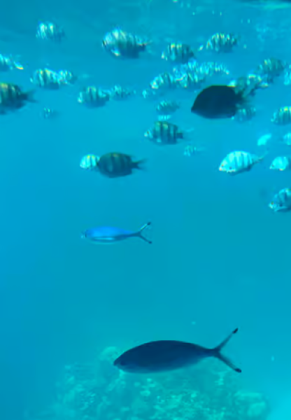 Sharm El-Sheikh: Seascope Submarine boat cruise with pickup | ®ExcursionMania