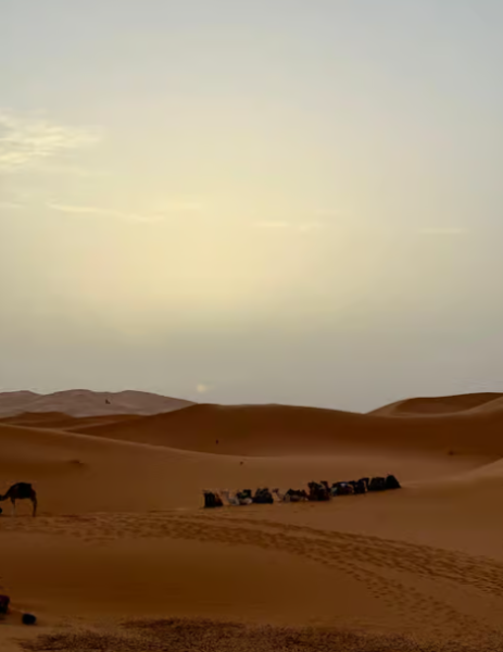 From Marrakech: Merzouga 3-Day Desert Safari with Food | ®ExcursionMania