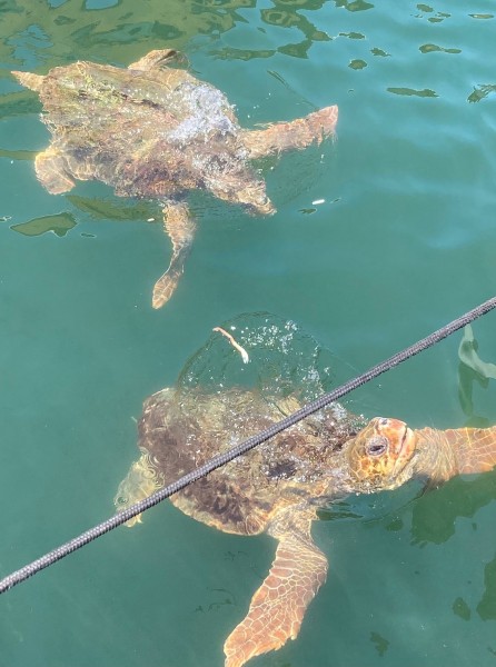 Last Day Marmaris Turtle Beach Tour With Dalaman Airport | ®ExcursionMania