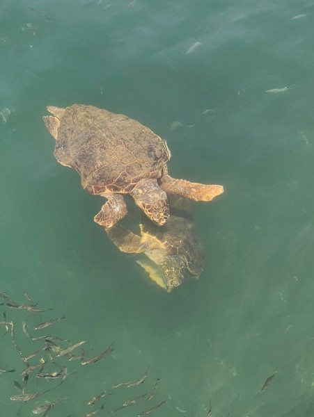 Last Day Marmaris Turtle Beach Tour With Dalaman Airport | ®ExcursionMania
