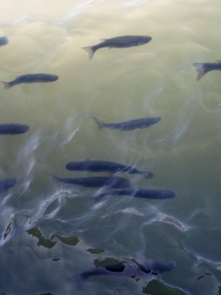 From Fethiye: Dalyan Mud Baths and Turtle Beach Day Tour | ®ExcursionMania