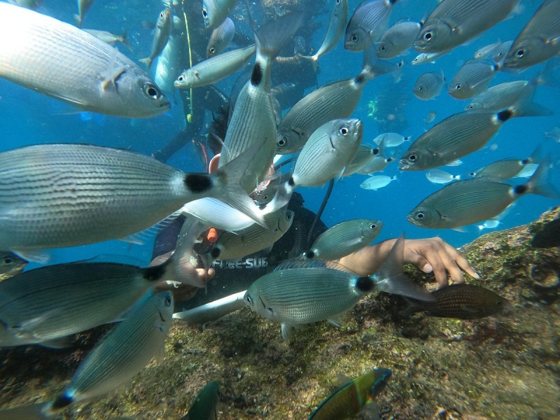 Antalya/Kemer: Scuba Diving Experience with Lunch & Pick up | ®ExcursionMania