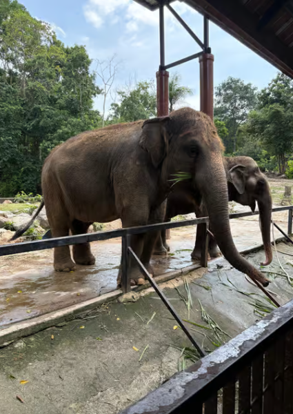 Bangkok: Private Khao Kaew Open Zoo Transfer | ®ExcursionMania