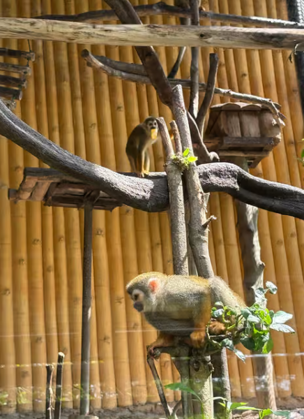 Bangkok: Private Khao Kaew Open Zoo Transfer | ®ExcursionMania