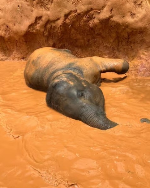 Phuket: Phuket Elephant Care Sanctuary ECO Tour | ®ExcursionMania