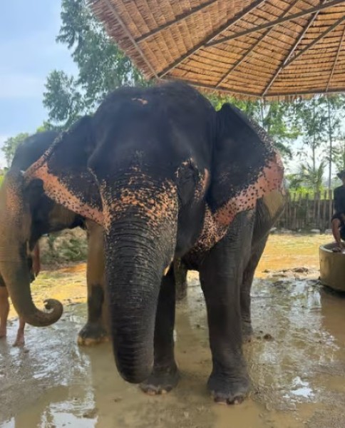 Phuket: Phuket Elephant Care Sanctuary ECO Tour | ®ExcursionMania