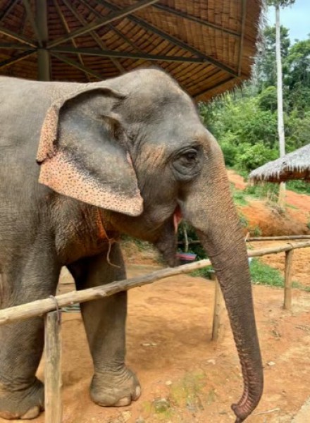 Phuket: Phuket Elephant Care Sanctuary ECO Tour | ®ExcursionMania