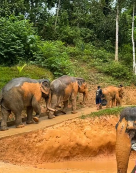 Phuket: Phuket Elephant Care Sanctuary ECO Tour | ®ExcursionMania