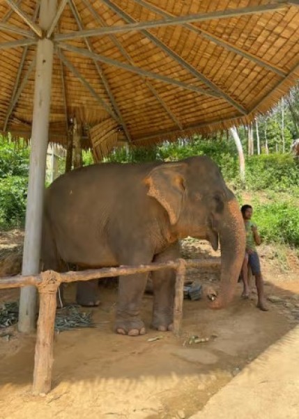 Phuket: Phuket Elephant Care Sanctuary ECO Tour | ®ExcursionMania