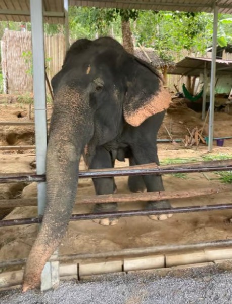 Phuket: Phuket: Half-Day Elephant Explorer at Phuket Elephant Care | ®ExcursionMania