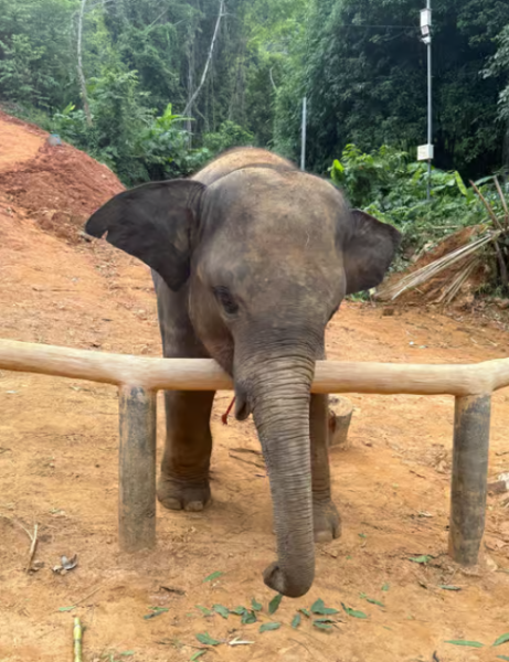 Phuket: Phuket City Tour with ATV Adventure and Elephant Feeding | ®ExcursionMania
