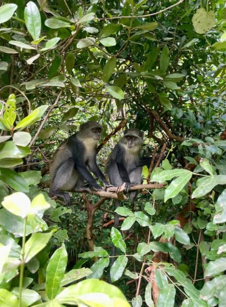 Zanzibar: Jozani Forest, Kuza Cave & Blue Lagoon | ®ExcursionMania
