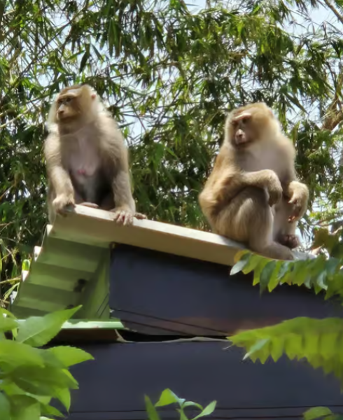 Phuket: Phuket City Tour with Viewpoints, Temples & Elephant Feeding | ®ExcursionMania