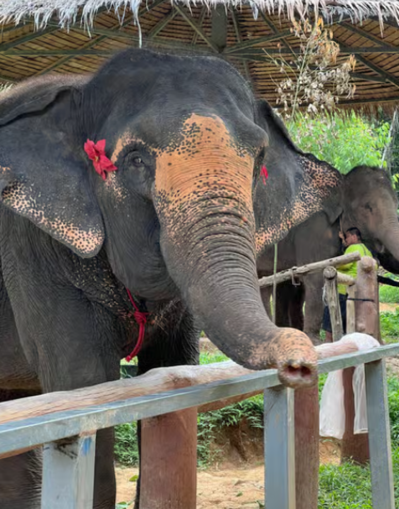 Phuket City Tour with Viewpoints, Temples & Elephant Feeding | ®ExcursionMania