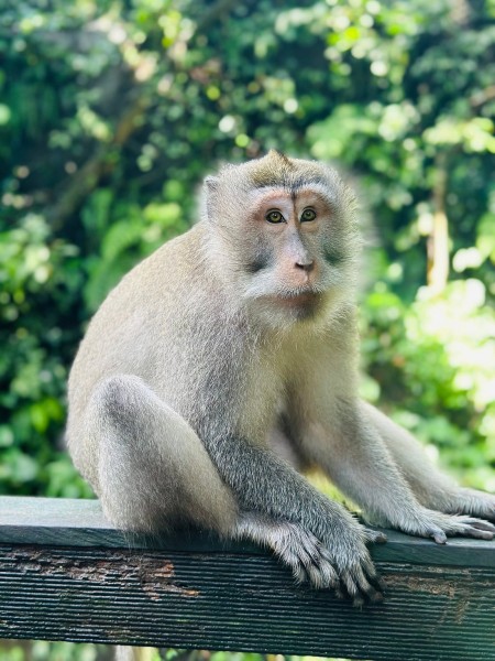 Best of Ubud Full-Day Tour with Jungle Swing | ®ExcursionMania