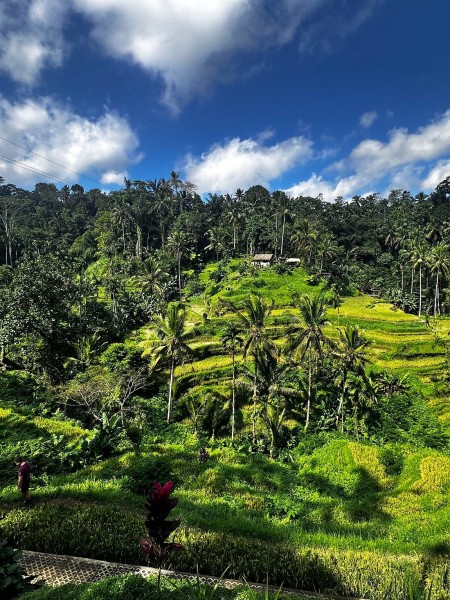 Best of Ubud Full-Day Tour with Jungle Swing | ®ExcursionMania