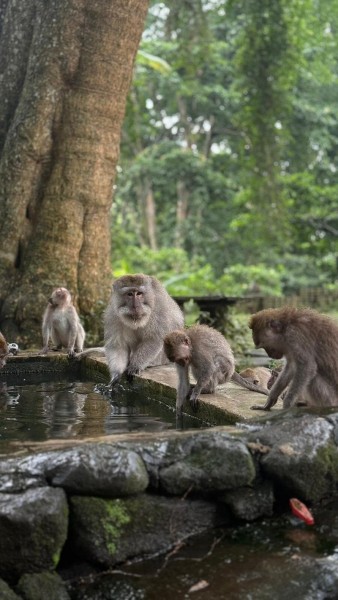 Best of Ubud Full-Day Tour with Jungle Swing | ®ExcursionMania