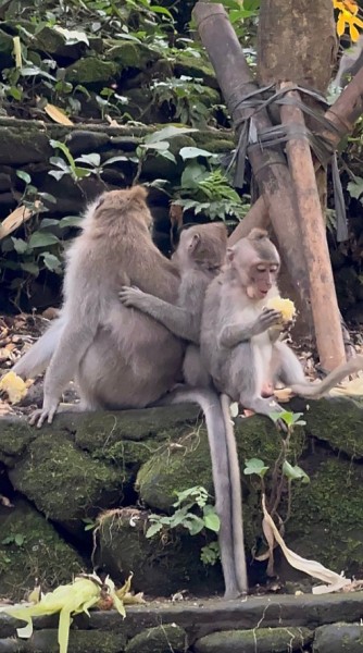 Best of Bali Waterfalls: Tibumana, Tukad Cepung and Tegenungan | ®ExcursionMania