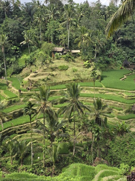 Ubud: Waterfall, Rice Terraces, and Monkey Forest Private Tour | ®ExcursionMania