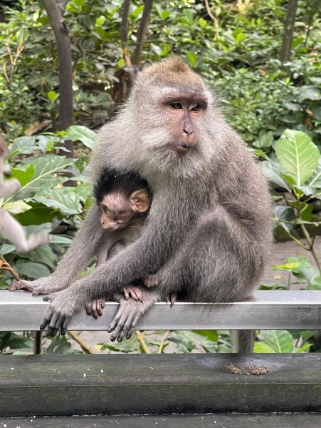 Best of Ubud Attractions: Private All-Inclusive Tour | ®ExcursionMania