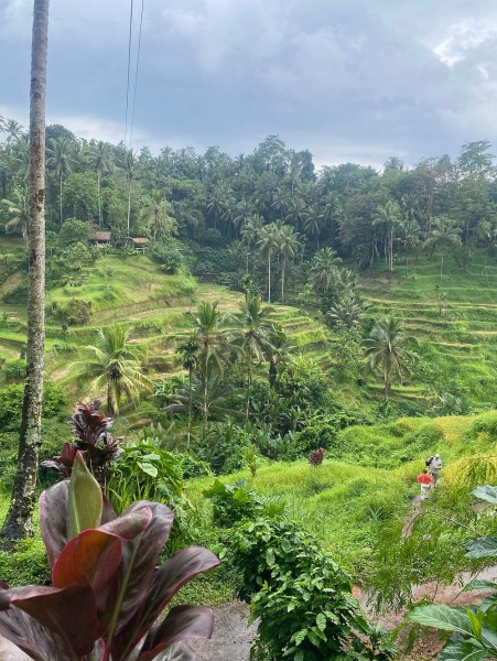 Best of Ubud Attractions: Private All-Inclusive Tour | ®ExcursionMania